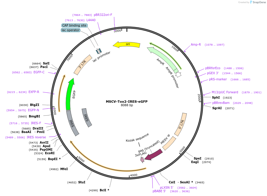 165428-plasmid-map-sequence-id-326092