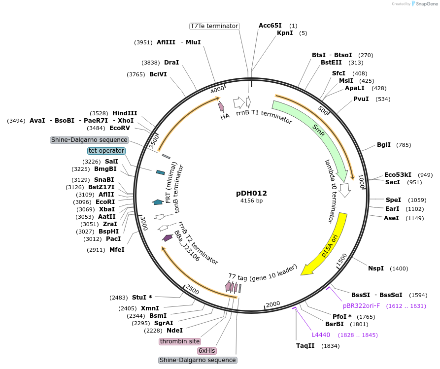 157647-plasmid-map-sequence-id-326093