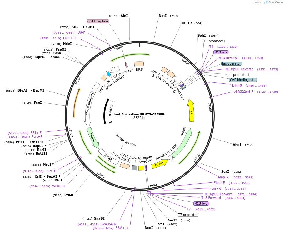 164637-plasmid-map-sequence-id-326103