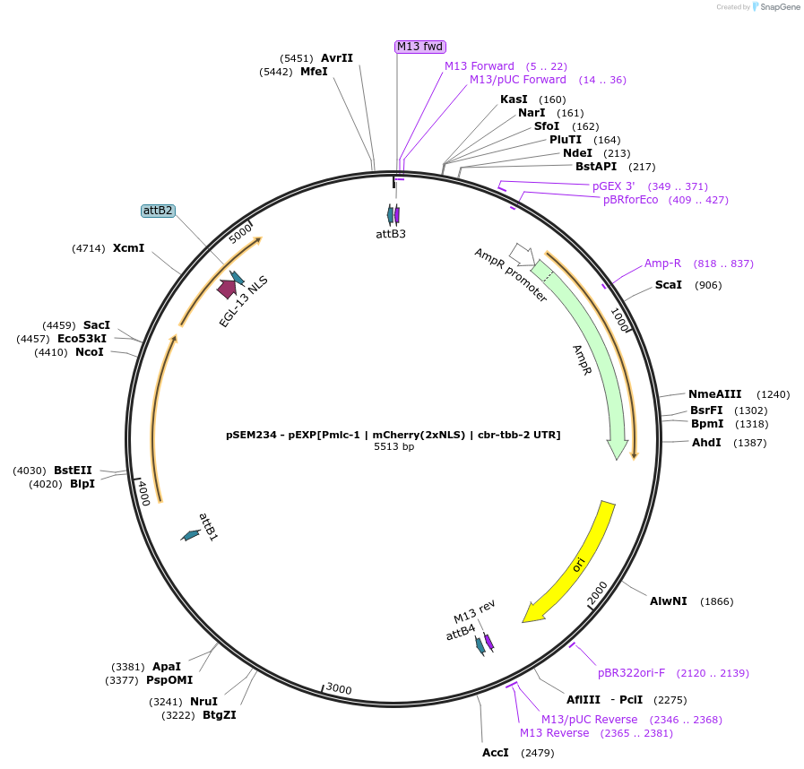 159795-plasmid-map-sequence-id-326147