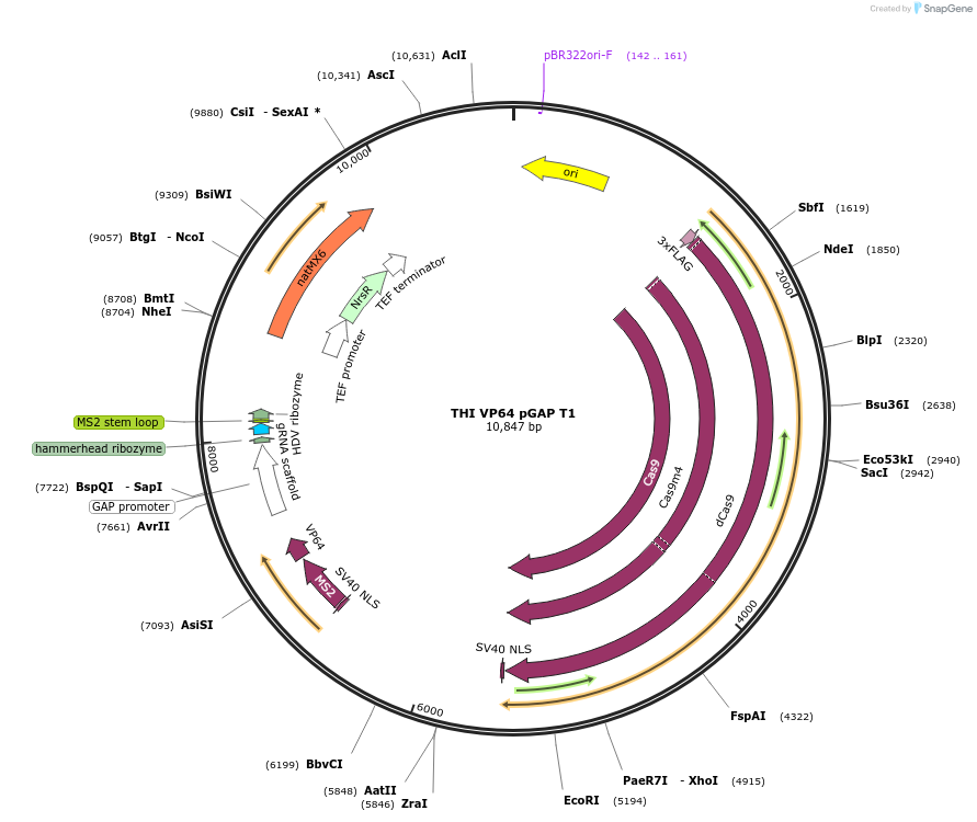 161488-plasmid-map-sequence-id-326159