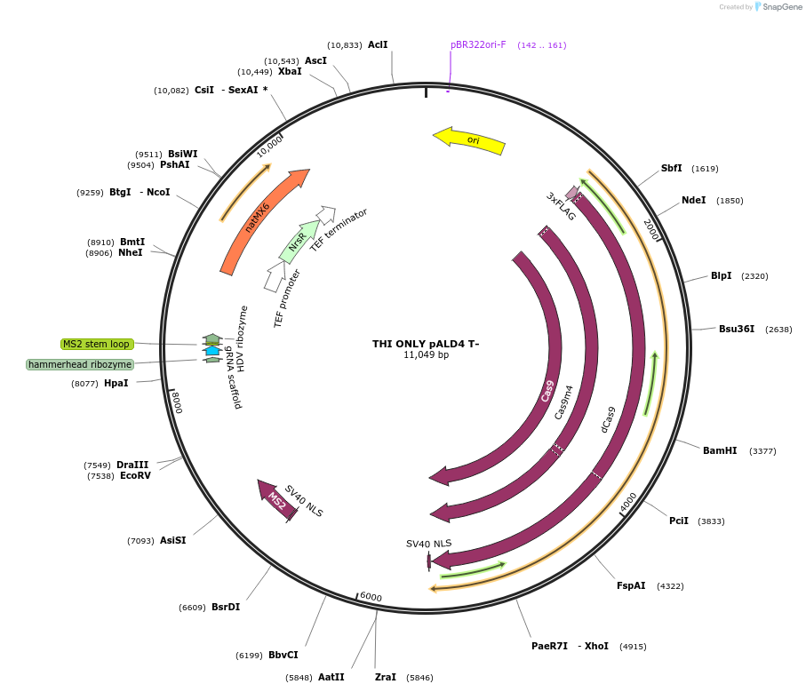161497-plasmid-map-sequence-id-326273