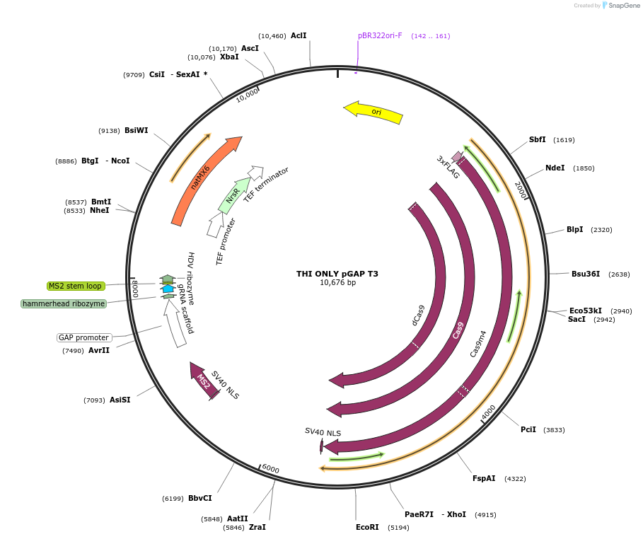 161506-plasmid-map-sequence-id-326290
