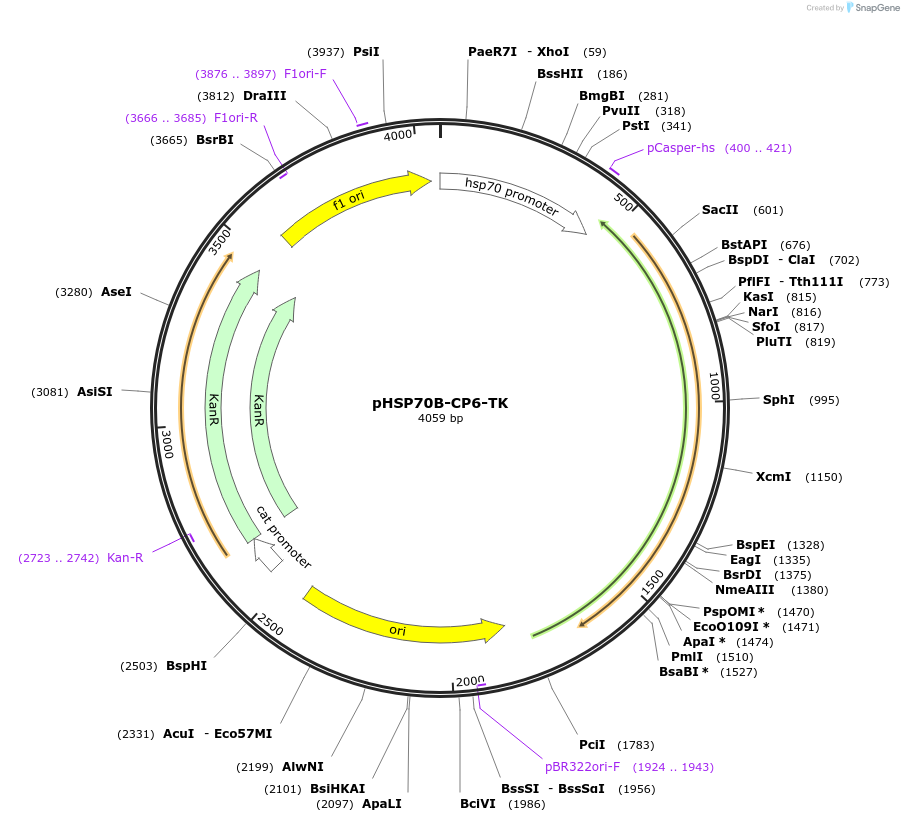 165881-plasmid-map-sequence-id-326294