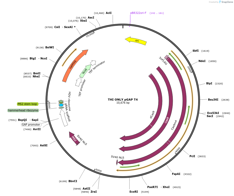 161507-plasmid-map-sequence-id-326299