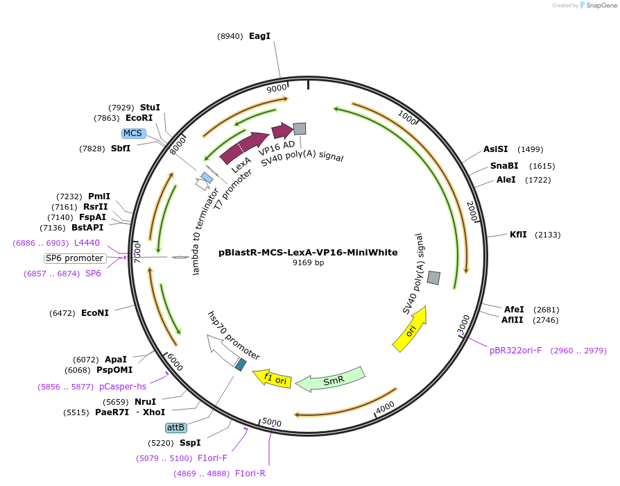 165900-plasmid-map-sequence-id-326306