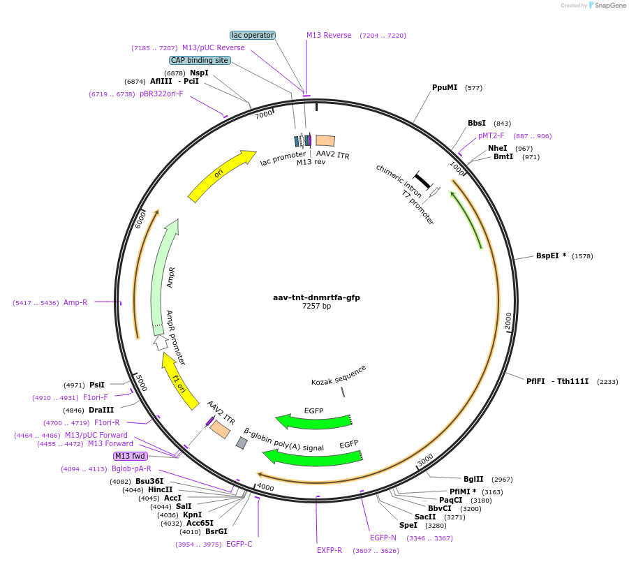 165035-plasmid-map-sequence-id-326315