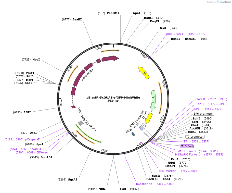 165922-plasmid-map-sequence-id-326318
