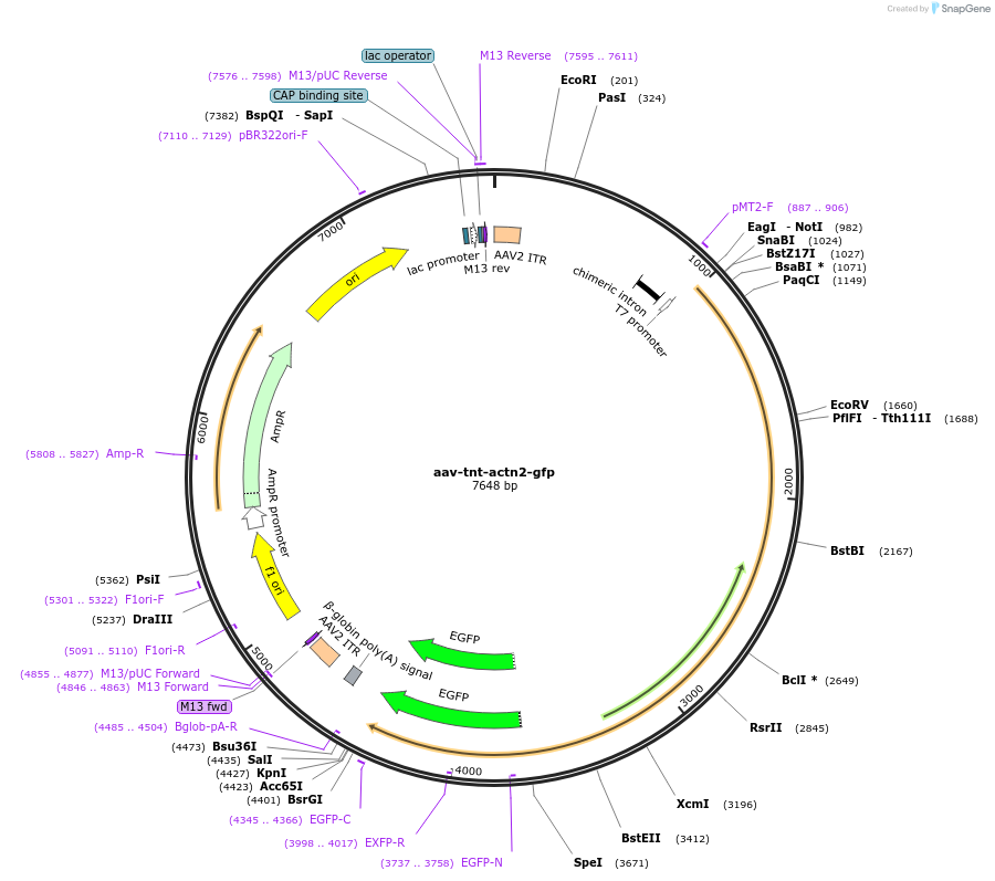 165034-plasmid-map-sequence-id-326319