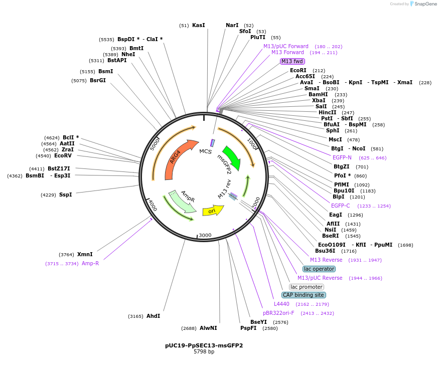 160470-plasmid-map-sequence-id-326334