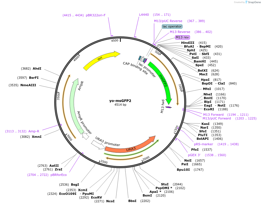160471-plasmid-map-sequence-id-326337