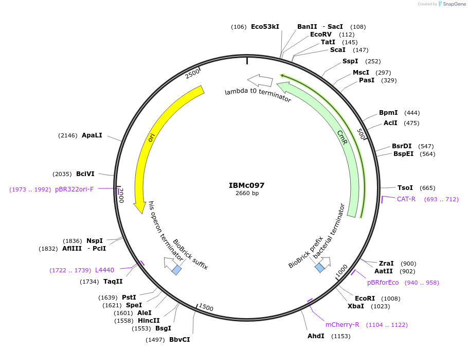 161945-plasmid-map-sequence-id-326342