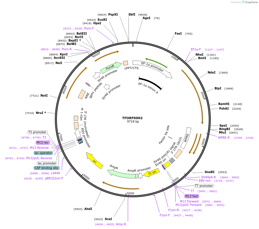141470-plasmid-map-sequence-id-326349