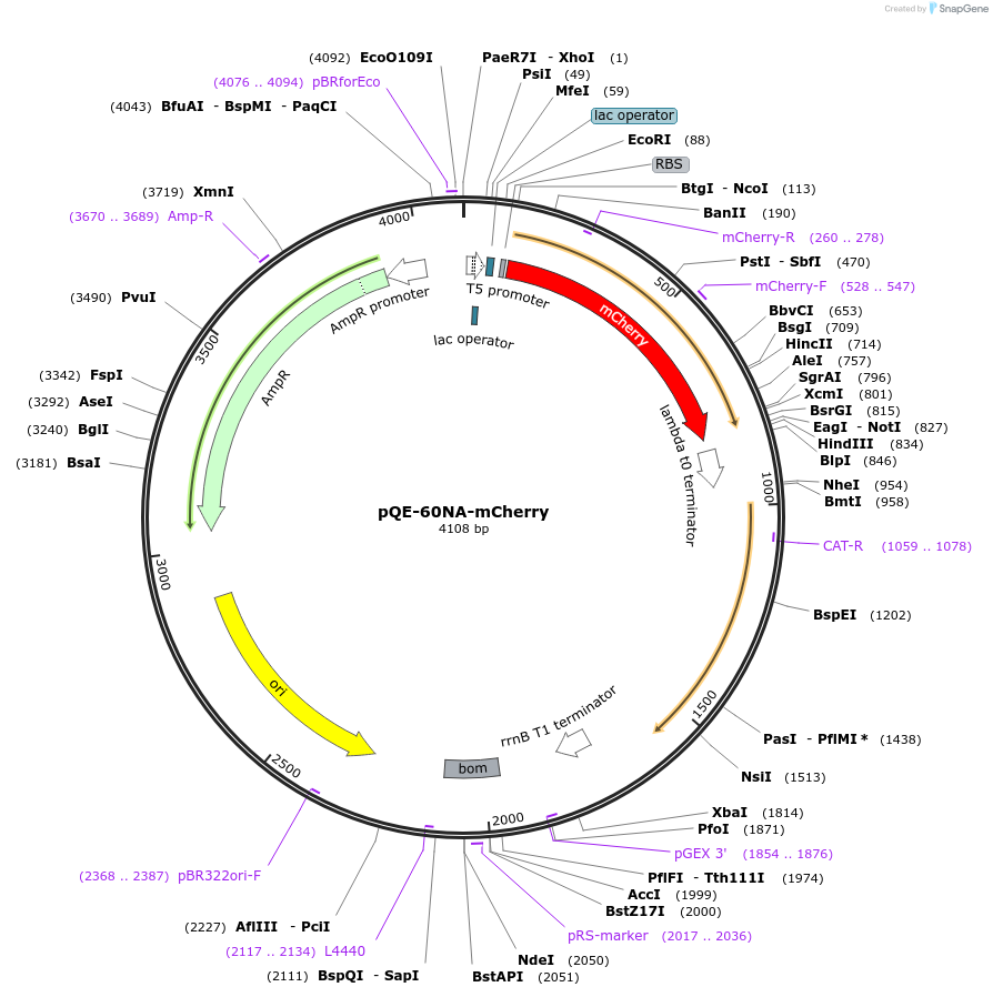 160460-plasmid-map-sequence-id-326350
