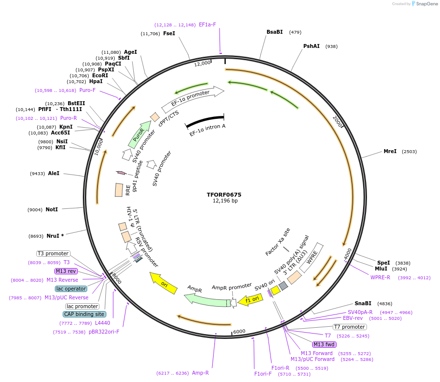 141659-plasmid-map-sequence-id-326353