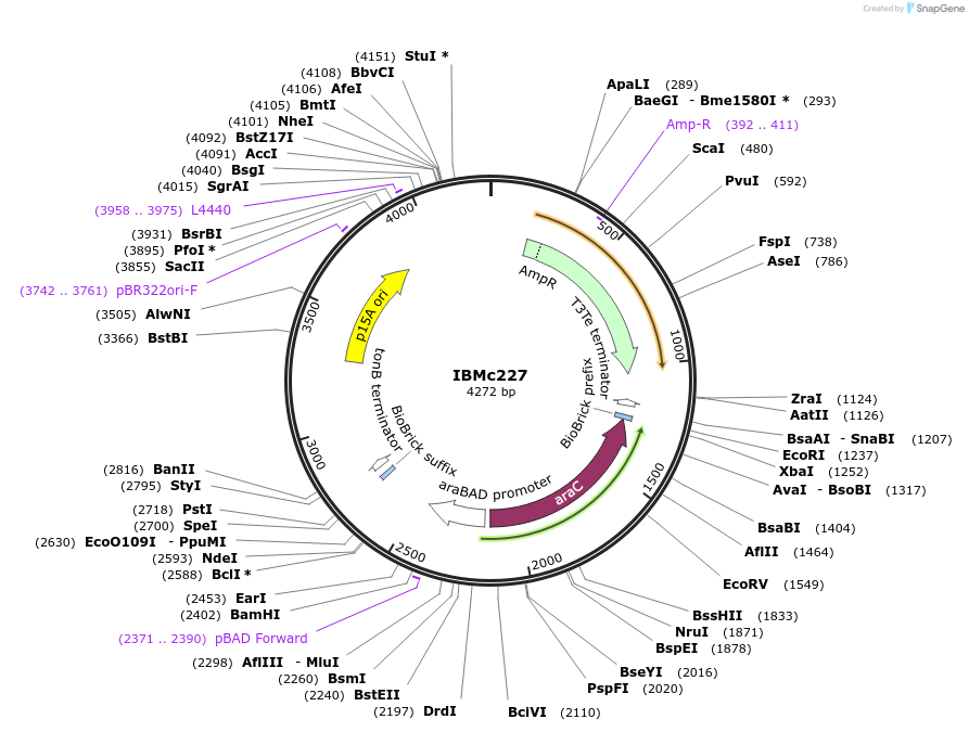 161948-plasmid-map-sequence-id-326357