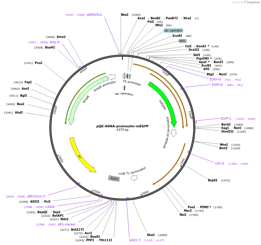 160464-plasmid-map-sequence-id-326358