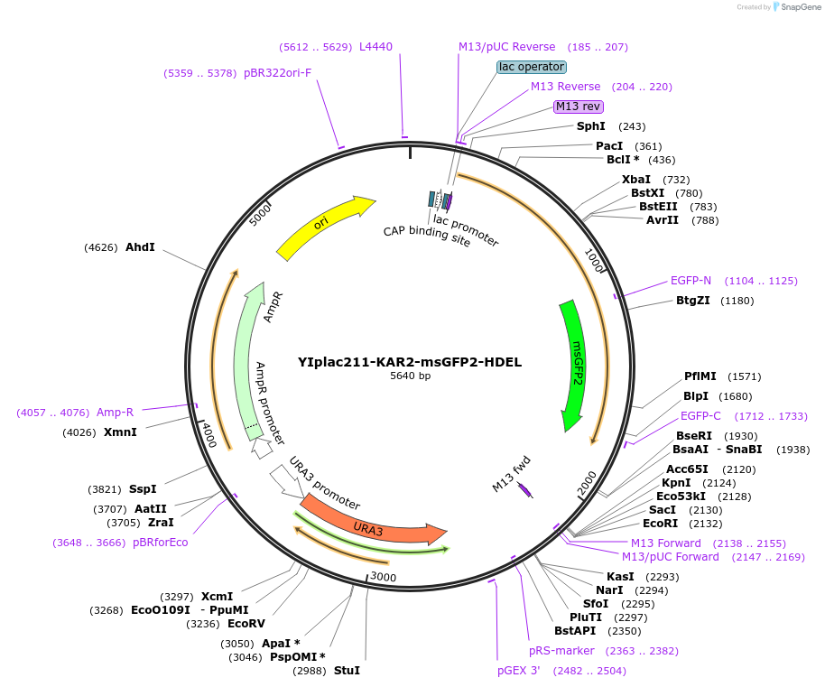 160468-plasmid-map-sequence-id-326360