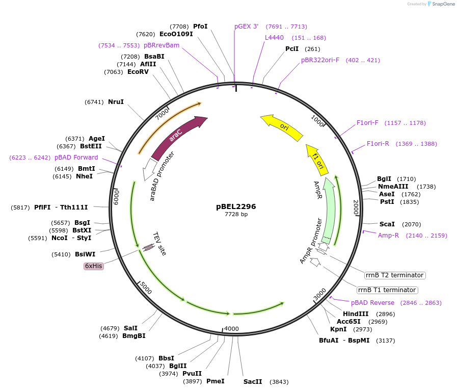 164601-plasmid-map-sequence-id-326370