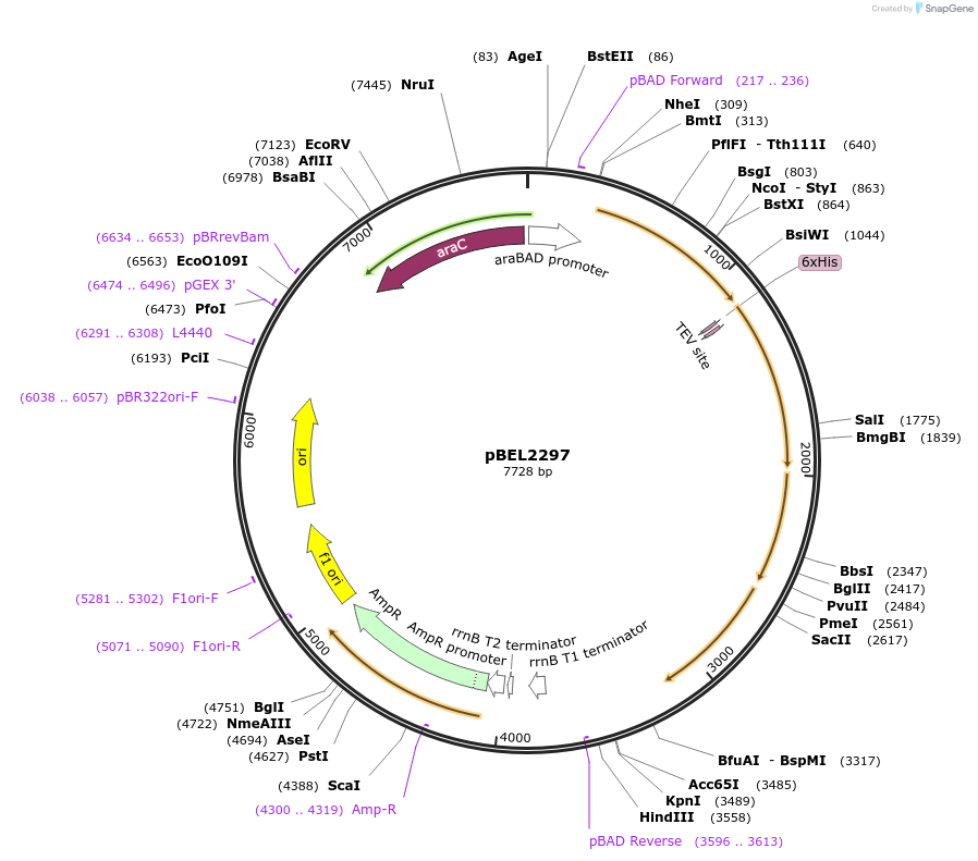 164602-plasmid-map-sequence-id-326371