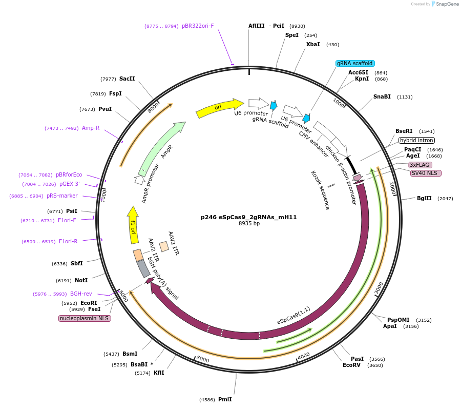 164854-plasmid-map-sequence-id-326398