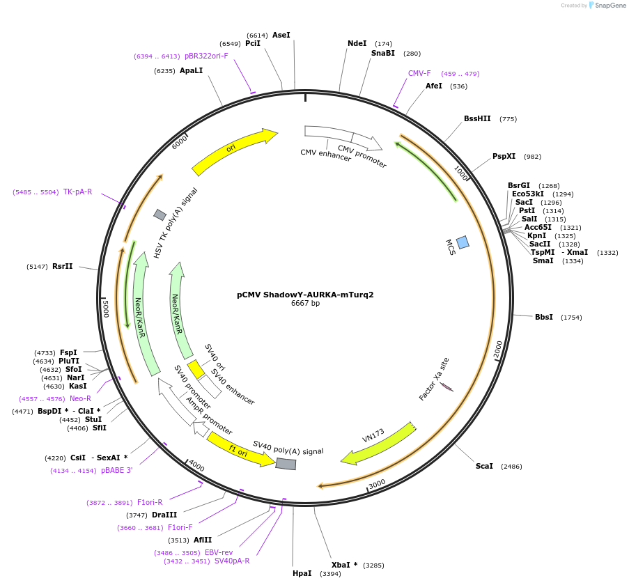 157770-plasmid-map-sequence-id-326403