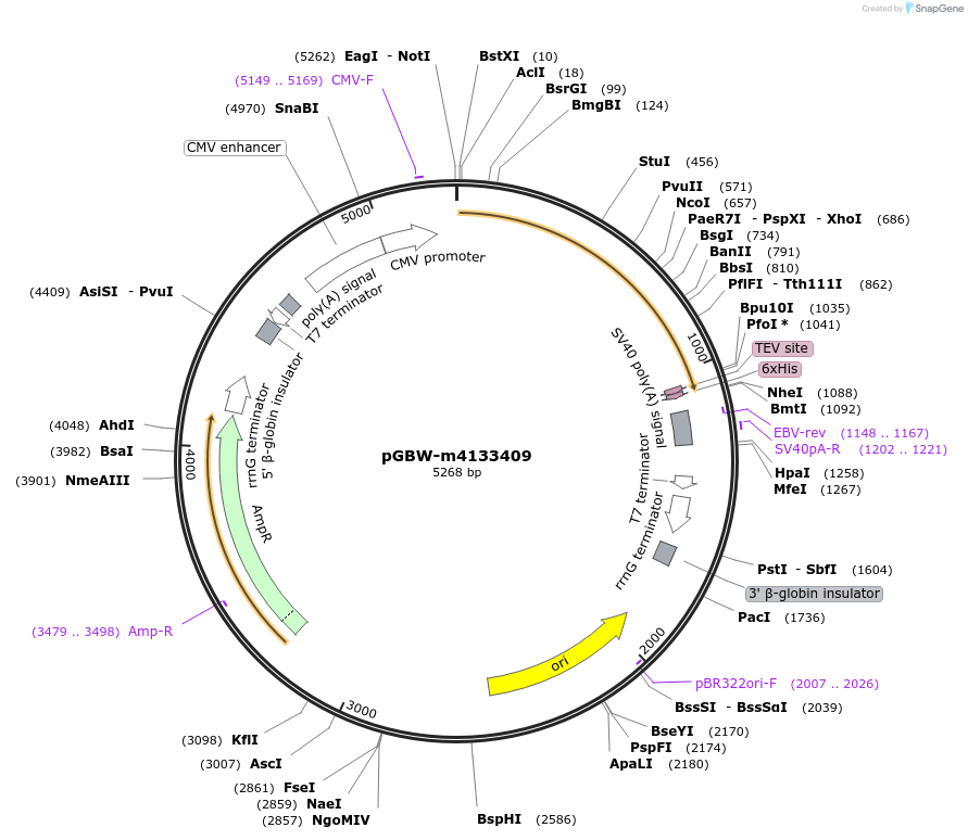 152854-plasmid-map-sequence-id-326405