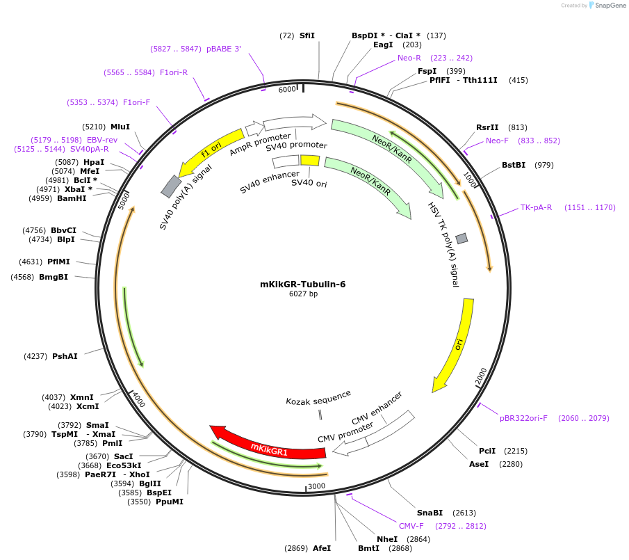 57330-plasmid-map-sequence-id-326566
