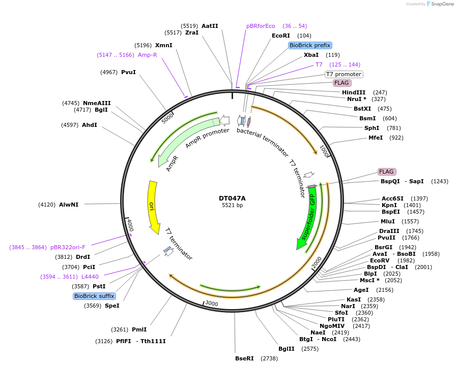 159408-plasmid-map-sequence-id-326571
