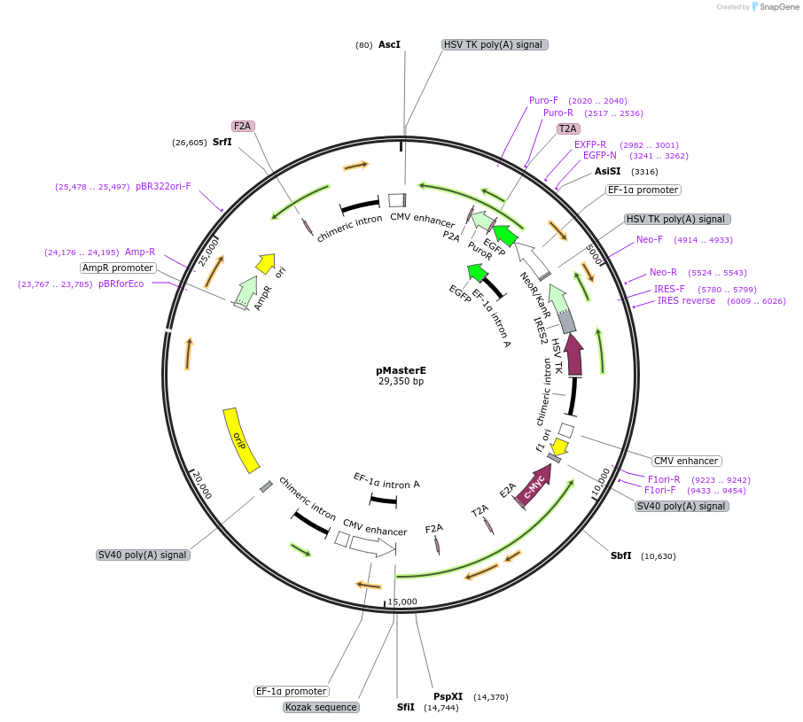 165080-plasmid-map-sequence-id-326572