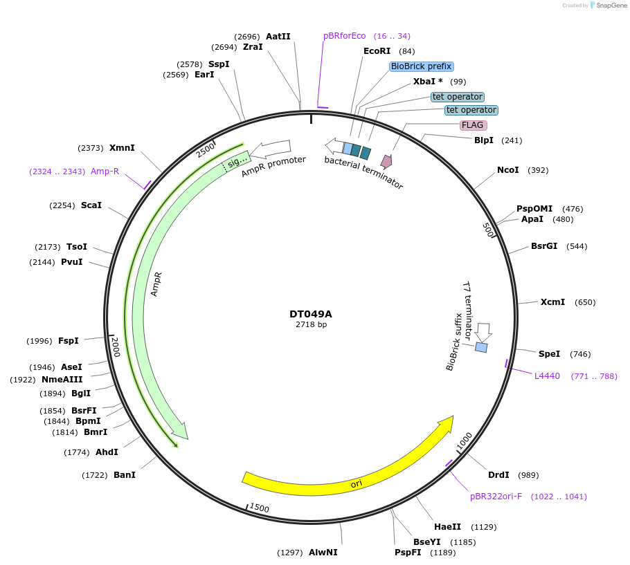 159410-plasmid-map-sequence-id-326573