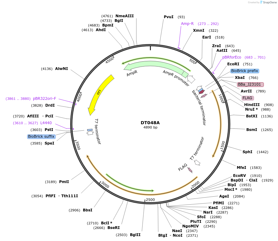 159409-plasmid-map-sequence-id-326577