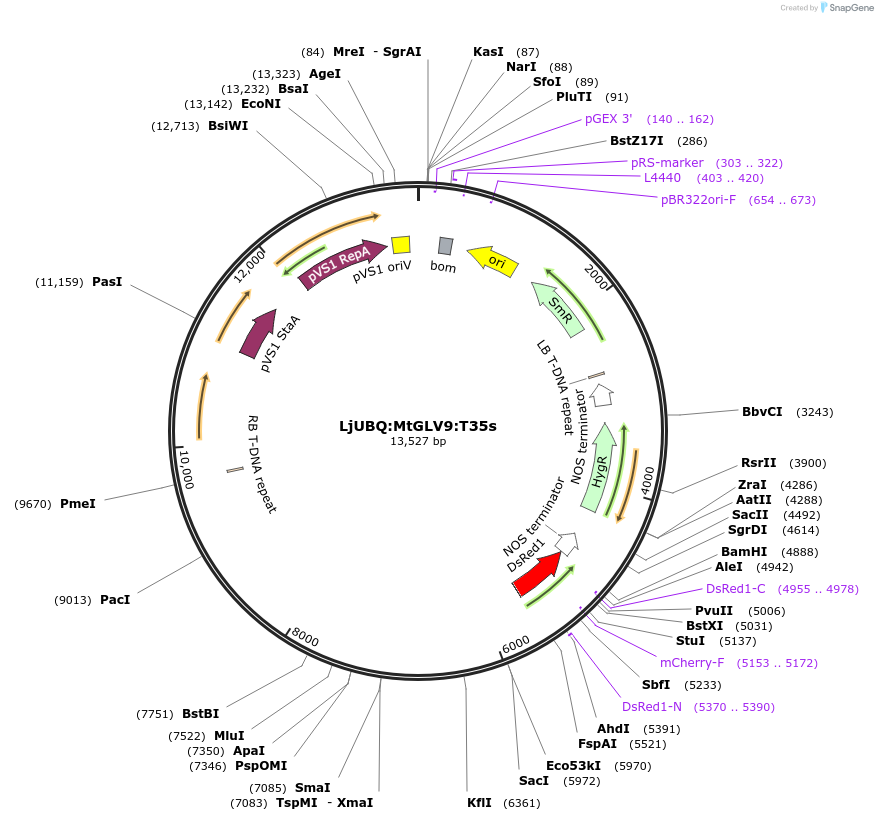 164742-plasmid-map-sequence-id-326581