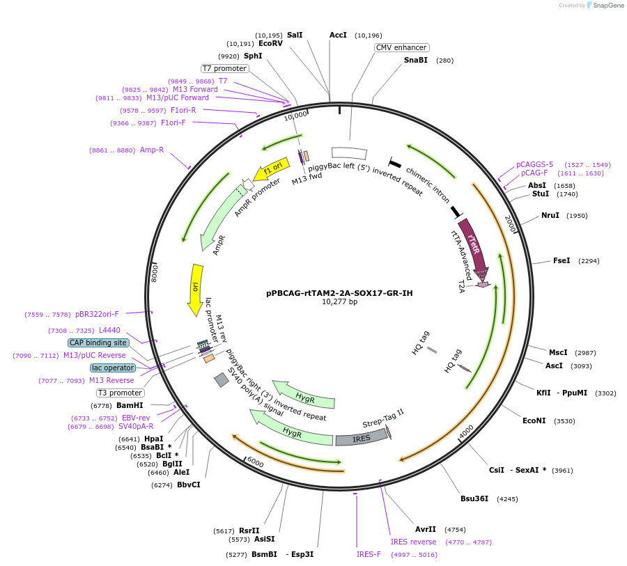 165079-plasmid-map-sequence-id-326593