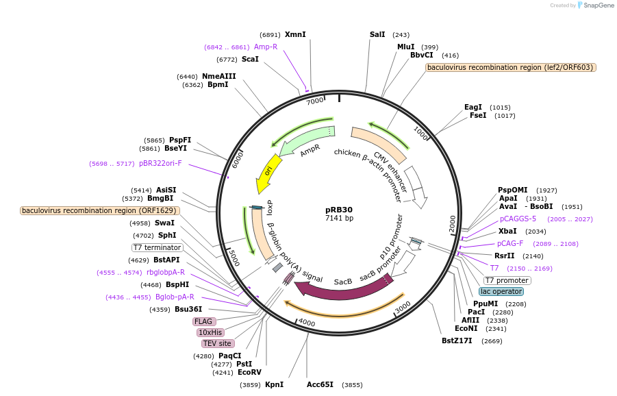 165480-plasmid-map-sequence-id-326612