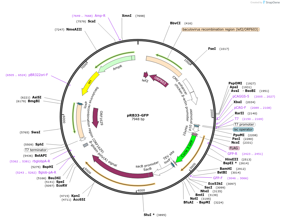165483-plasmid-map-sequence-id-326613