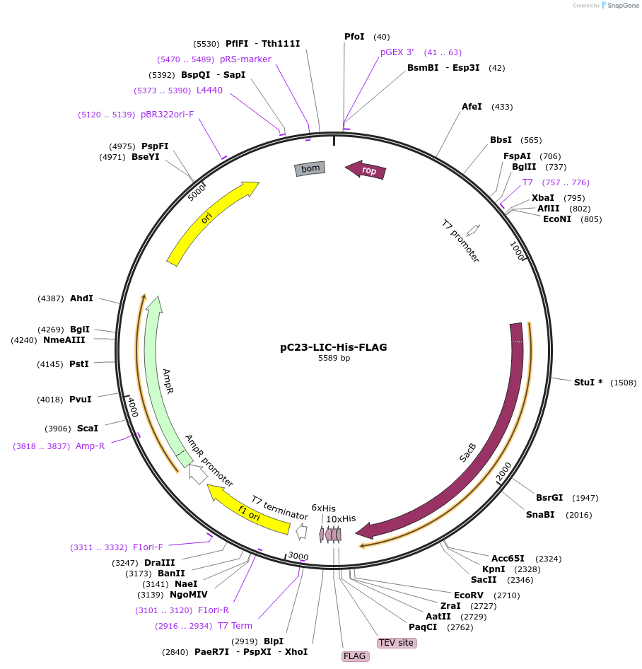 165477-plasmid-map-sequence-id-326615
