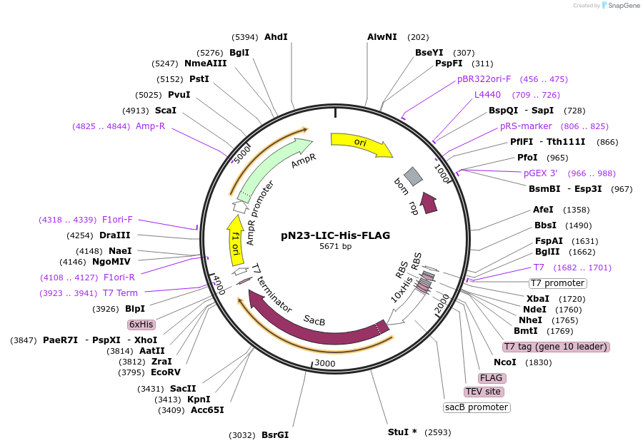 165478-plasmid-map-sequence-id-326616