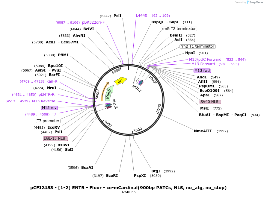 159863-plasmid-map-sequence-id-326623