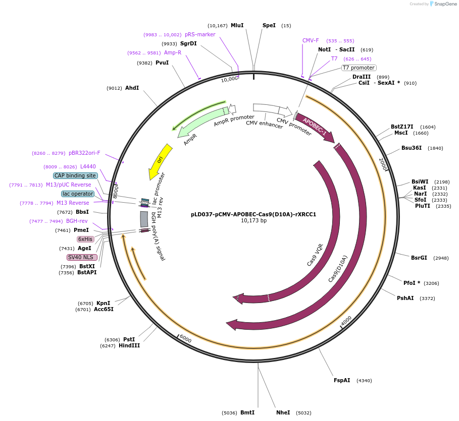 165444-plasmid-map-sequence-id-326624