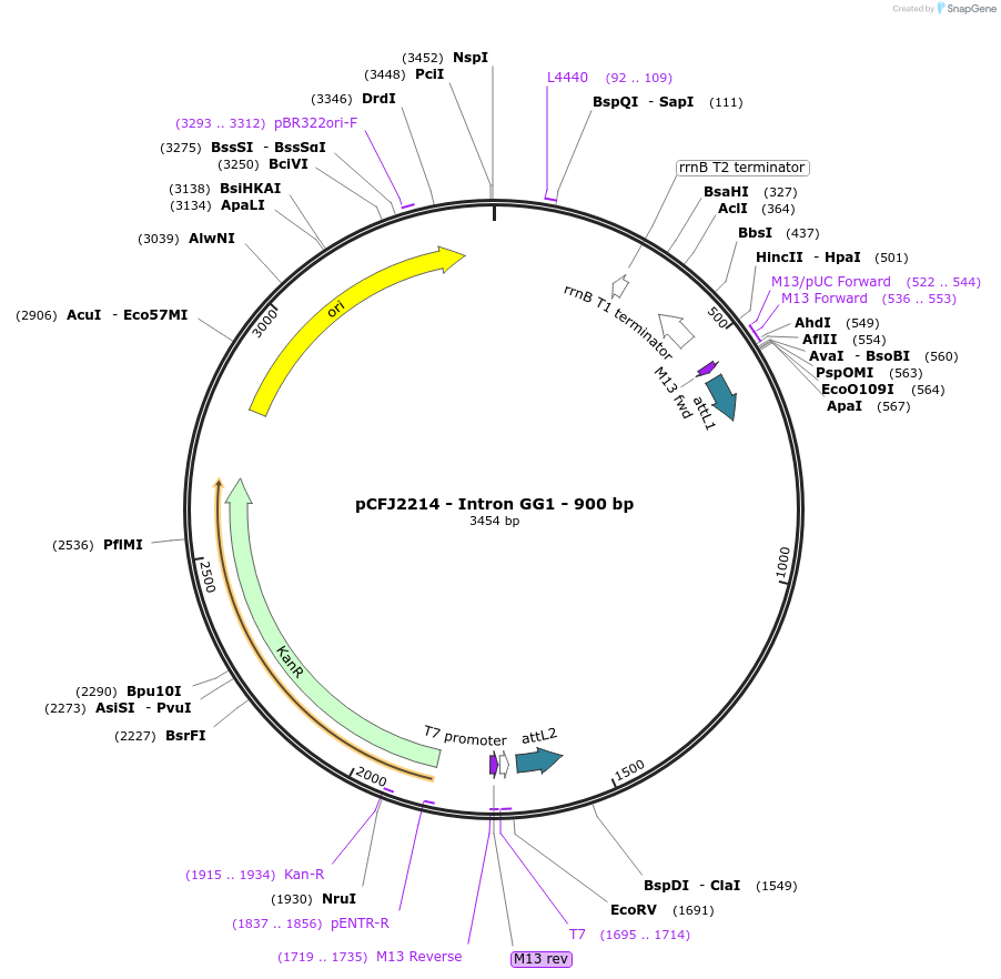 159880-plasmid-map-sequence-id-326626