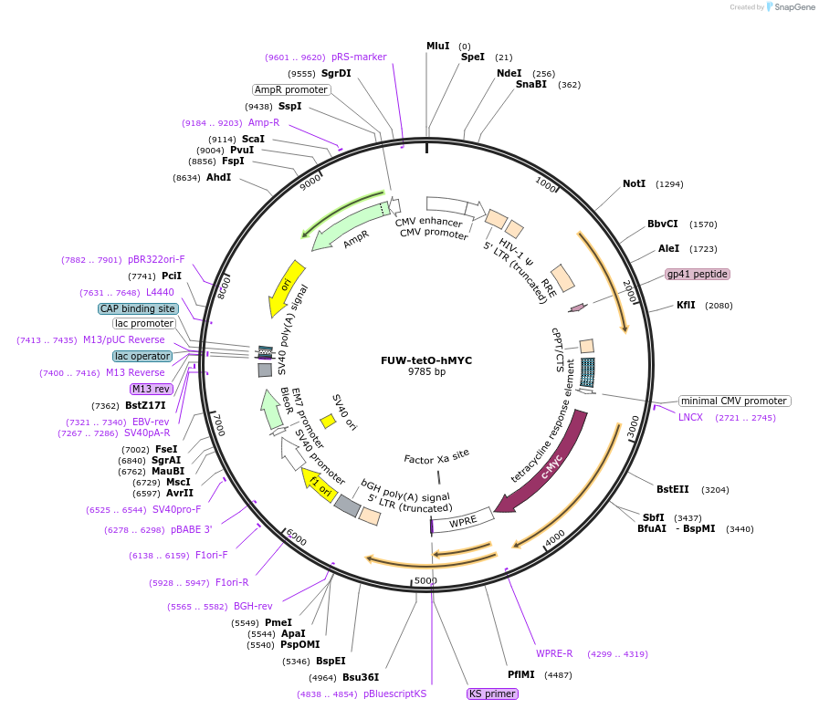 20723-plasmid-map-sequence-id-326659
