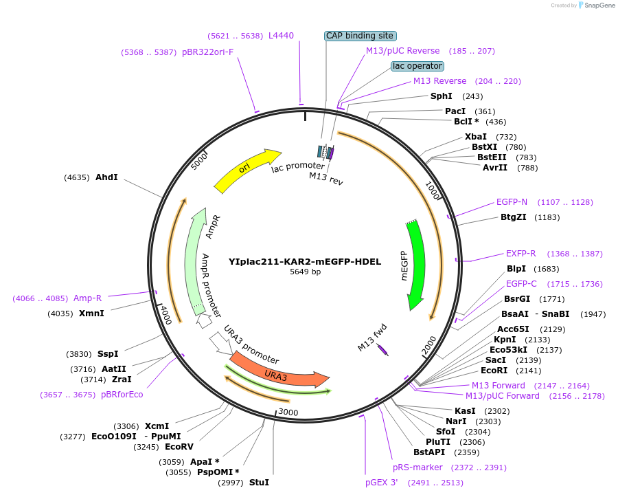 160467-plasmid-map-sequence-id-326666