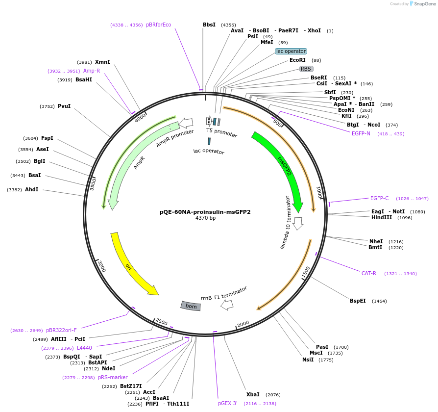 160466-plasmid-map-sequence-id-326667