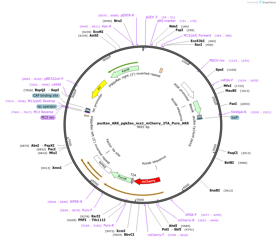 163755-plasmid-map-sequence-id-326668