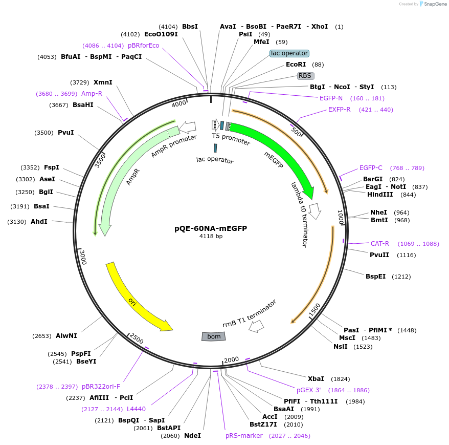160459-plasmid-map-sequence-id-326670