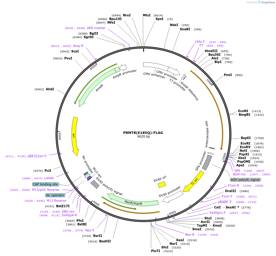 164700-plasmid-map-sequence-id-326681