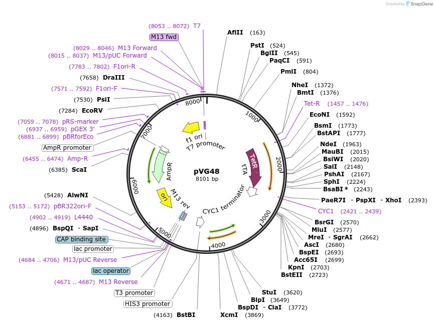 164706-plasmid-map-sequence-id-326691