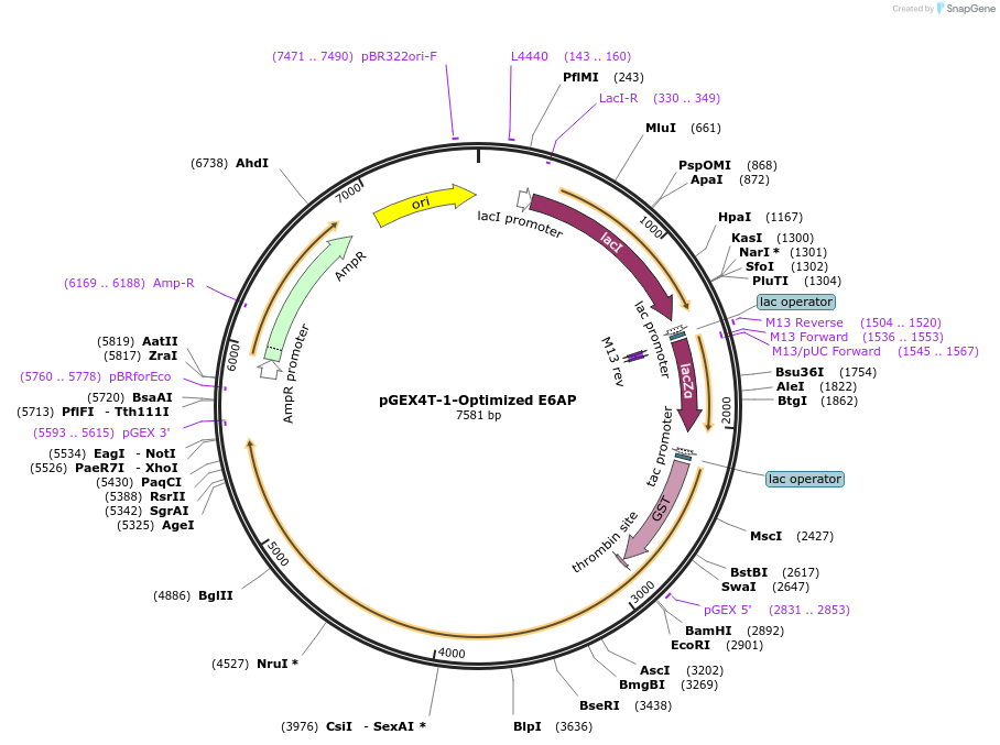 165100-plasmid-map-sequence-id-326700