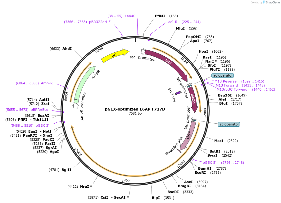 165101-plasmid-map-sequence-id-326702